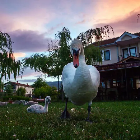 Galija * Struga